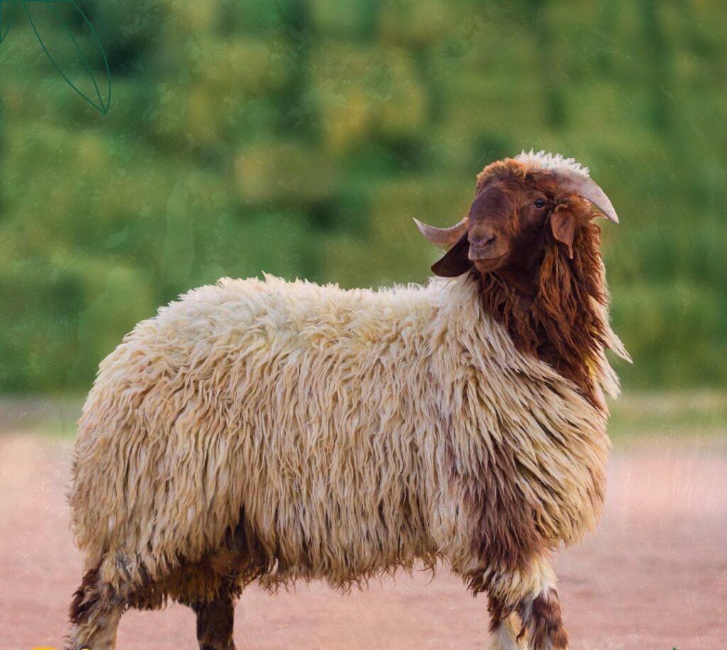 A Comprehensive Guide to the Specifications and Characteristics of Naeimi Sheep
