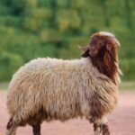 A Comprehensive Guide to the Specifications and Characteristics of Naeimi Sheep