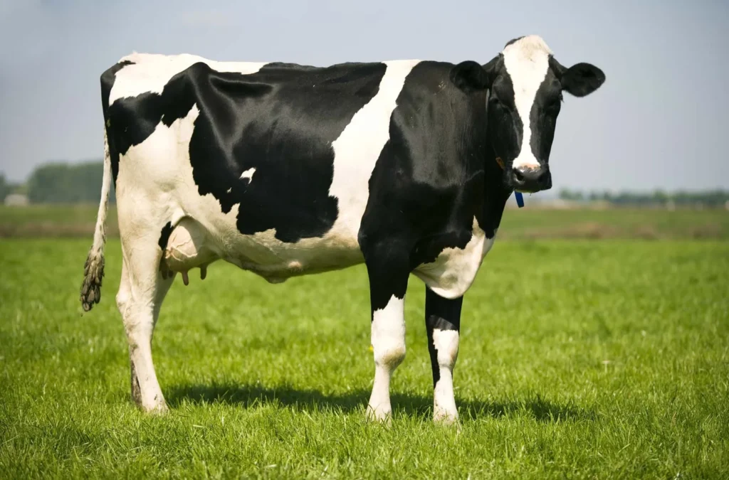 A Comprehensive Guide to Holstein-Friesian Cattle Specifications and Characteristics
