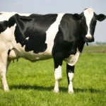 A Comprehensive Guide to Holstein-Friesian Cattle Specifications and Characteristics