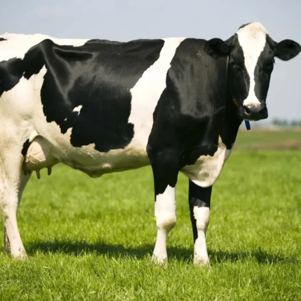 A Comprehensive Guide to Holstein-Friesian Cattle Specifications and Characteristics
