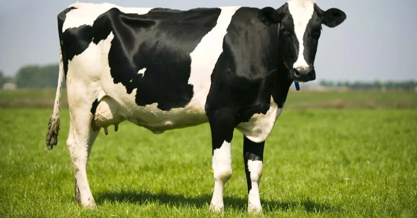 Holstein-cow (1)