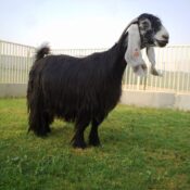 The Ardi Goat: A Distinctive Breed in the World of Livestock Breeding