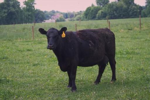 Angus_cattle_10