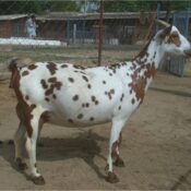 Salali (Barbary) Goats: A Resilient Breed in Livestock Farming