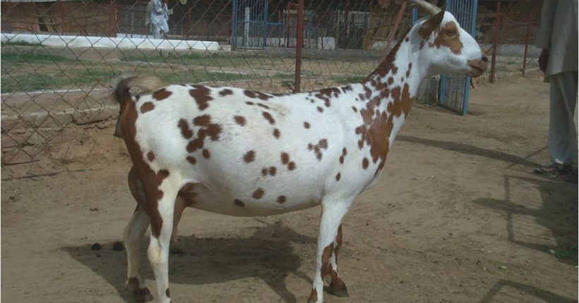 Salali (Barbary) Goats: A Resilient Breed in Livestock Farming Featured Image