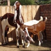 Hejazi Goats: A Native Breed of the Arabian Peninsula