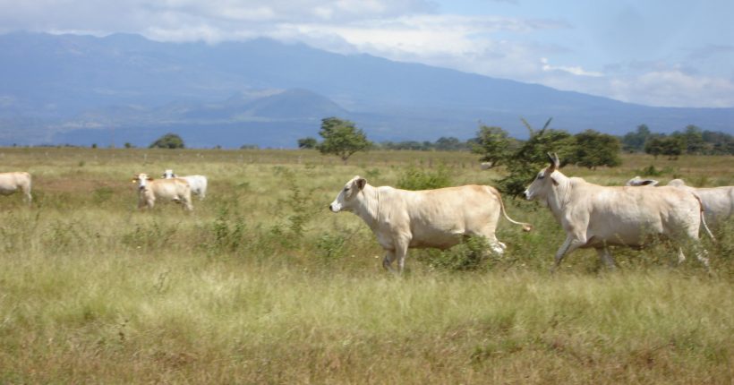 Brahman Cattle: A Resilient Breed for Harsh Environments Featured Image