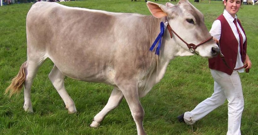 Brown Swiss Cattle: A Globally Recognized Dairy Breed Featured Image