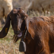 Shami Goats: A Distinctive Breed in Livestock Farming